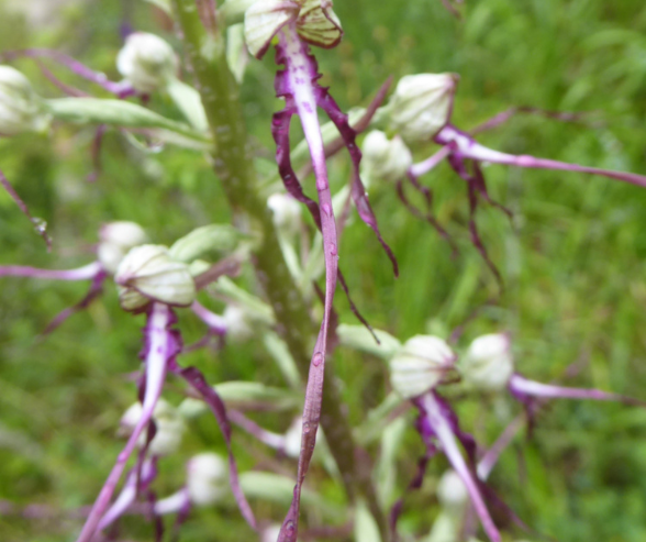 Istria Lizard Orchid